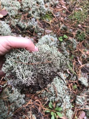 Cladonia arbuscula