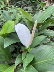 Spathiphyllum cannifolium