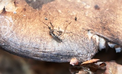 Culiseta annulata