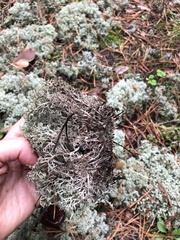 Cladonia arbuscula