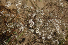 Gypsophila altissima