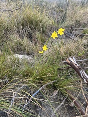 Moraea lewisiae