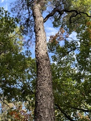 Pinus rigida