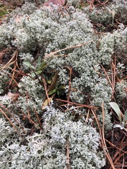 Cladonia arbuscula