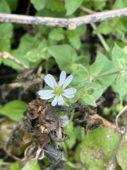 Stellaria