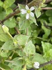 Stellaria
