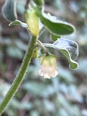Salpichroa origanifolia