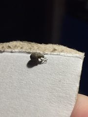 Pseudocneorhinus bifasciatus