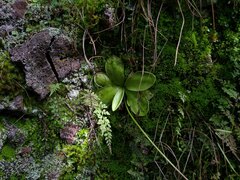 Pinguicula moranensis
