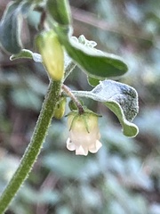 Salpichroa origanifolia