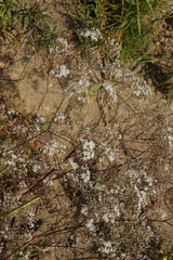 Gypsophila altissima