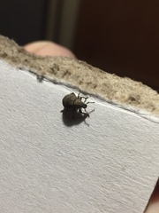 Pseudocneorhinus bifasciatus