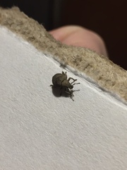 Pseudocneorhinus bifasciatus