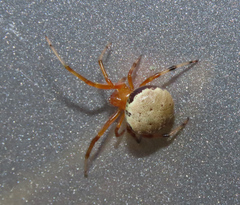 Araneus thaddeus