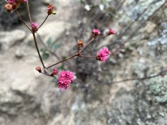 Eriogonum grande rubescens