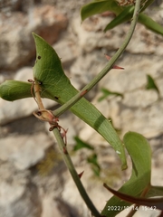 Smilax aspera