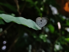 Neopithecops zalmora