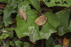 Agromyzidae
