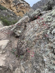 Eriogonum grande rubescens