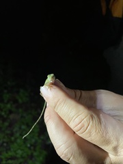 Anolis carpenteri