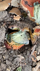 Suillellus amygdalinus