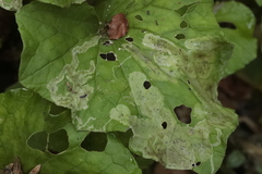 Agromyzidae