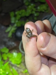 Eleutherodactylus planirostris