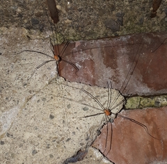 Leiobunum limbatum