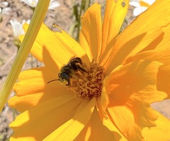 Megachile
