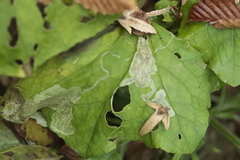 Agromyzidae
