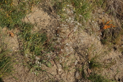 Gypsophila altissima