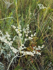 Eriogonum annuum