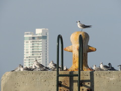 Leucophaeus atricilla