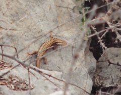 Heremites auratus