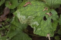 Agromyzidae