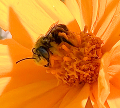 Megachile