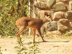 Mazama gouazoubira