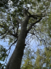 Celtis laevigata