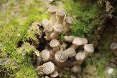 Armillaria gallica