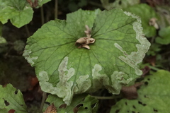 Agromyzidae