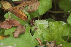 Agromyzidae
