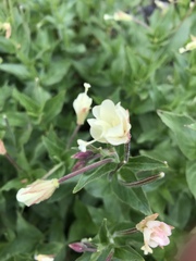 Epilobium luteum