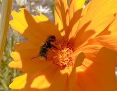 Megachile
