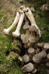 Armillaria gallica