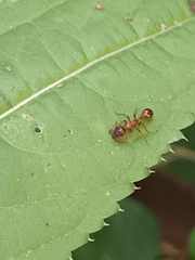 Myrmica rubra