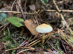 Hypholoma capnoides