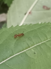 Myrmica rubra