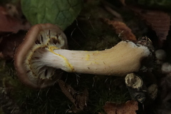 Armillaria gallica