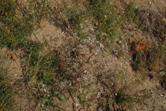 Gypsophila altissima