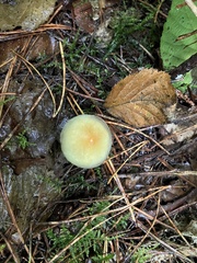 Hypholoma capnoides